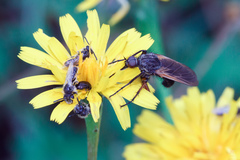 Panurginus albopilosus