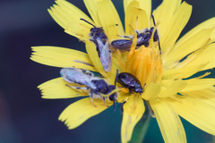 Panurginus albopilosus