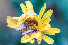 Panurginus albopilosus