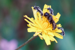 Panurginus albopilosus