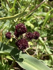 Sanicula bipinnatifida