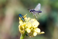 Panurginus albopilosus
