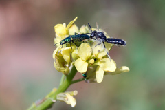 Panurginus albopilosus