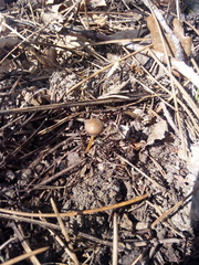 Strobilurus tenacellus