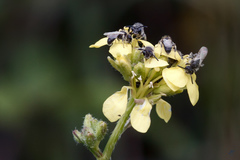 Panurginus albopilosus