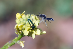 Panurginus albopilosus