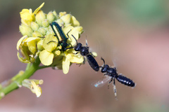 Panurginus albopilosus