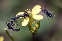 Panurginus albopilosus