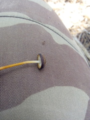 Strobilurus tenacellus