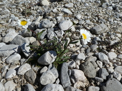 Leucanthemum halleri