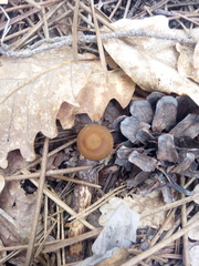 Strobilurus tenacellus