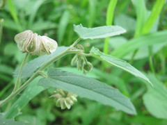 Gaya parviflora