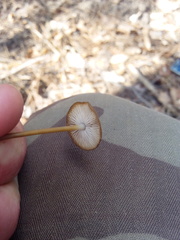 Strobilurus tenacellus