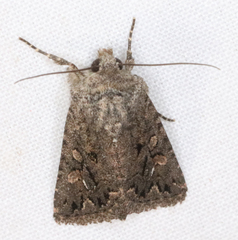 Ulolonche orbiculata