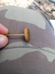 Strobilurus tenacellus