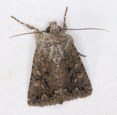 Ulolonche orbiculata