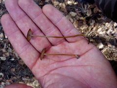 Strobilurus tenacellus