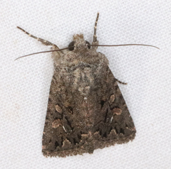 Ulolonche orbiculata