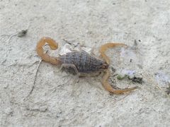 Aegaeobuthus gibbosus