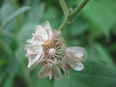 Gaya parviflora