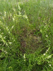 Trinia multicaulis