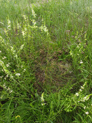 Trinia multicaulis