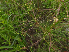 Trinia multicaulis