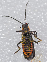 Cantharis pulicaria