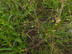 Trinia multicaulis