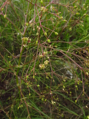 Trinia multicaulis