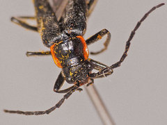 Cantharis pulicaria