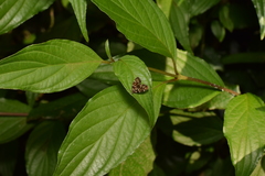 Choreutis japonica