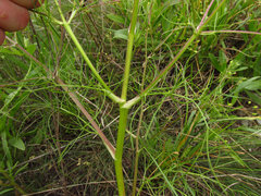 Trinia multicaulis