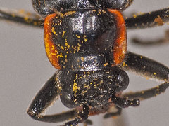 Cantharis pulicaria