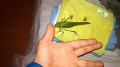 Steirodon dentatum