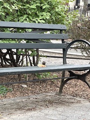 Passer domesticus domesticus