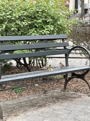 Passer domesticus domesticus