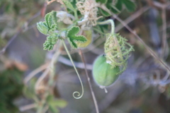Passiflora palmeri