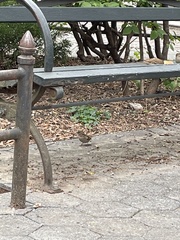 Passer domesticus domesticus