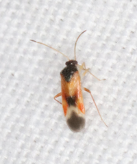 Ceratocapsus apicalis