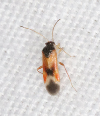 Ceratocapsus apicalis