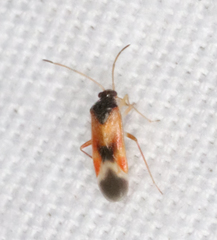 Ceratocapsus apicalis