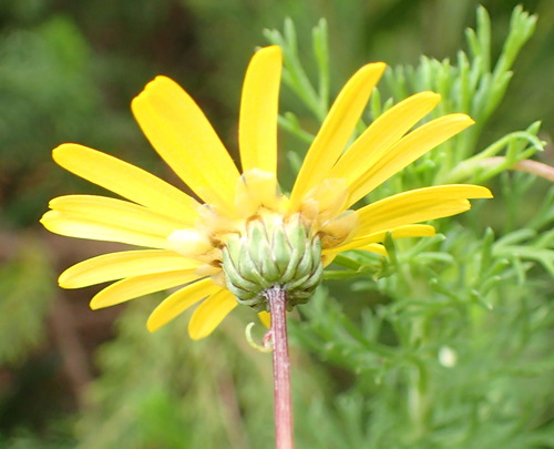 Image of Ursinia anethoides by (c) Nicola van Berkel, some rights reserved (CC BY-SA)