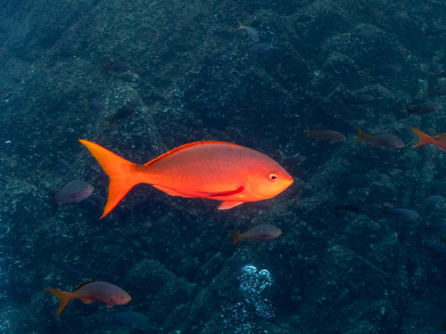 Pacifische creoolbaars (Paranthias colonus) — Serranidae