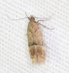 Eudactylota iobapta