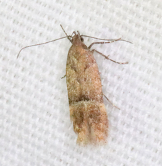 Eudactylota iobapta