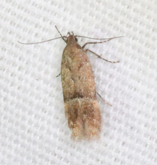 Eudactylota iobapta