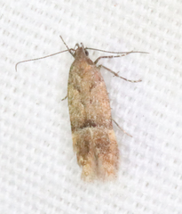 Eudactylota iobapta