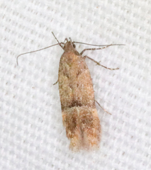 Eudactylota iobapta