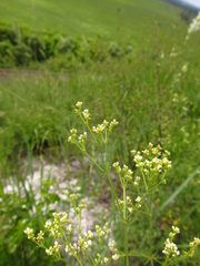 Galium octonarium